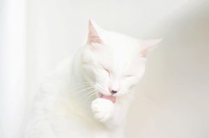 Čišćenje ušiju kod mačke