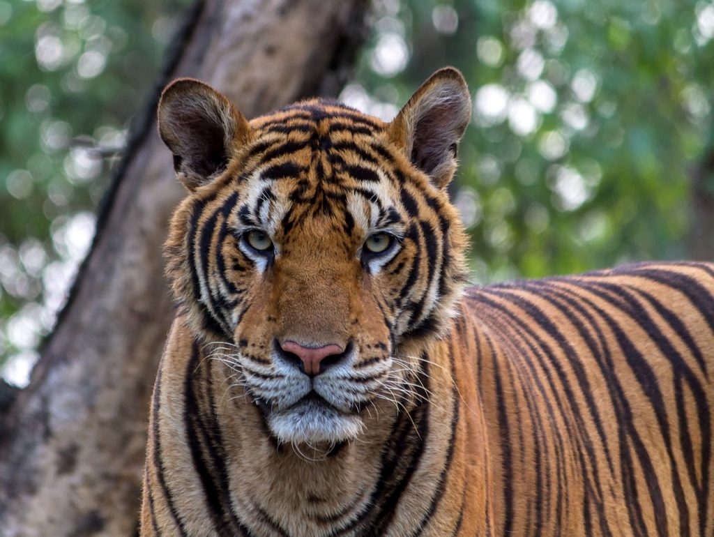 Tigar Op te karakteristike ishrana i vrste Moja ma ka