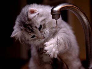 Zašto se mačke plaše vode